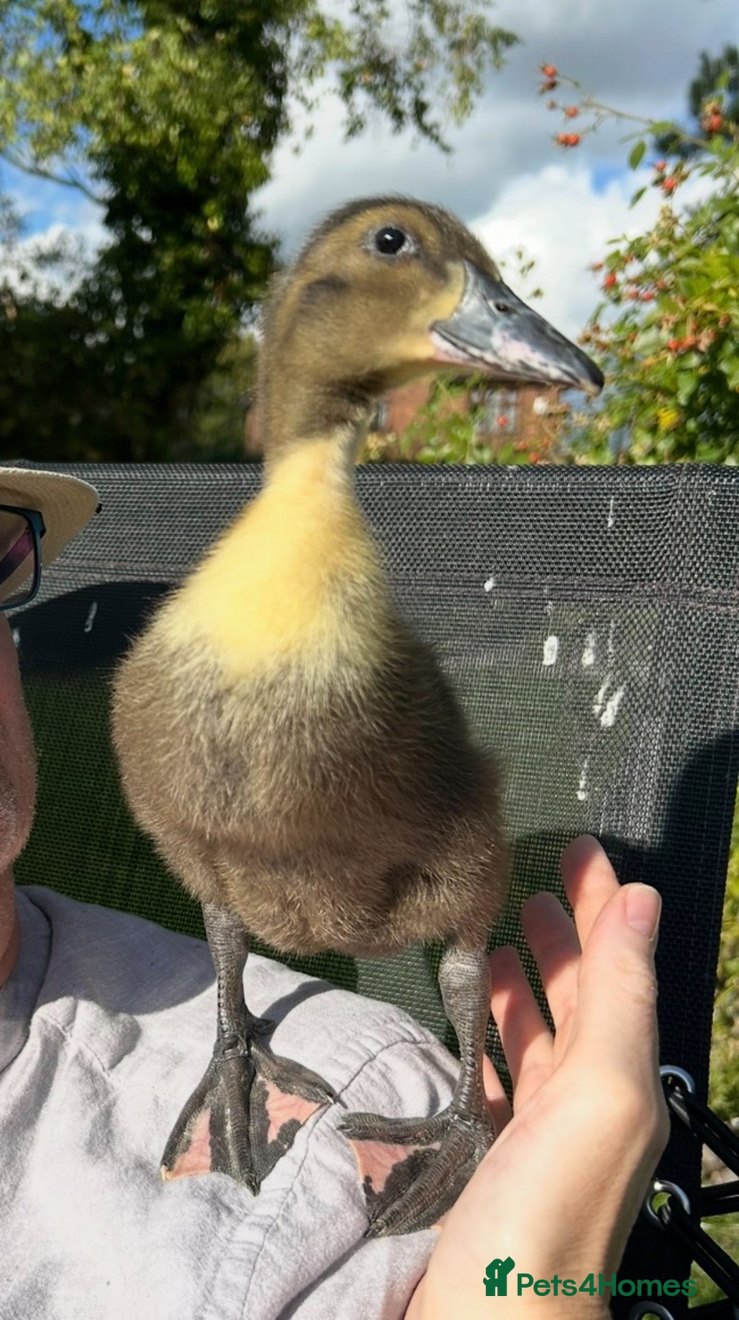 Ducks poultry for sale: Cayuga-Pekin Cross Ducks - Image 1