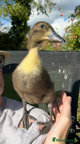 Ducks poultry - Advert 8