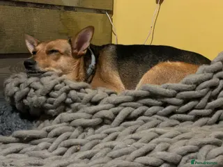 Mixed Breed dogs ❤️MINNIE❤️ 2-year-old low-medium girl - Advert 2