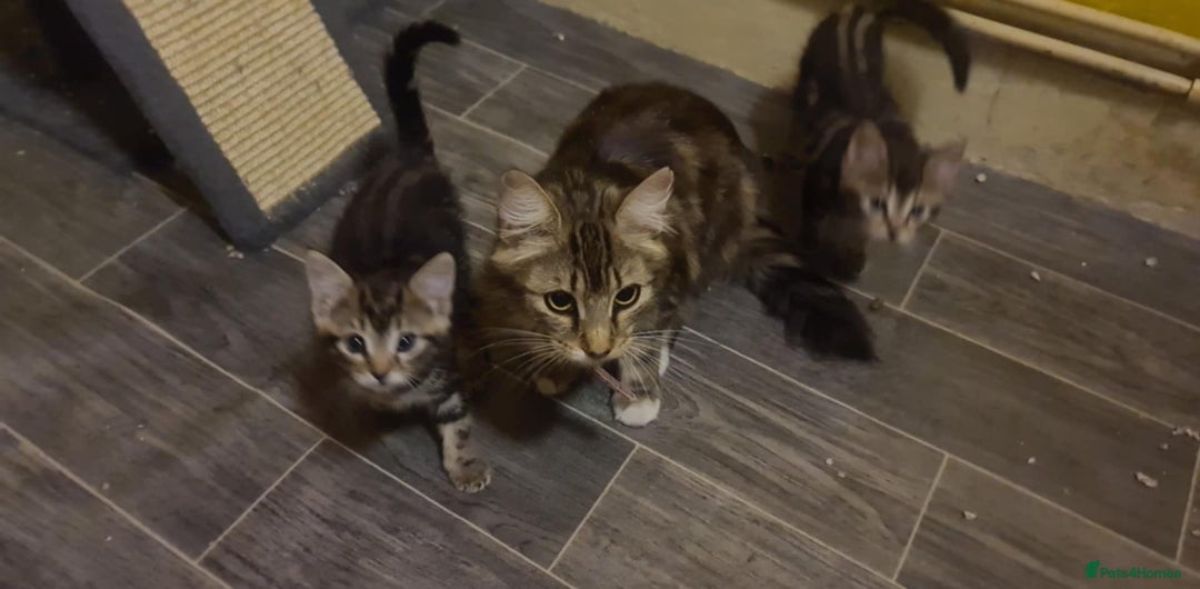 Mixed Breed cats for sale: tabby kittens - Image 6