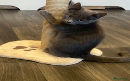 British Shorthair cats for sale: Female grey, British shorthair kitten - Advert 5