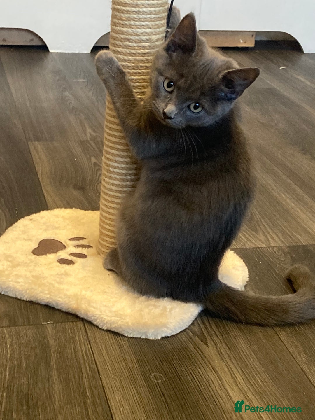 British Shorthair cats for sale: Female grey, British shorthair kitten - Advert 5