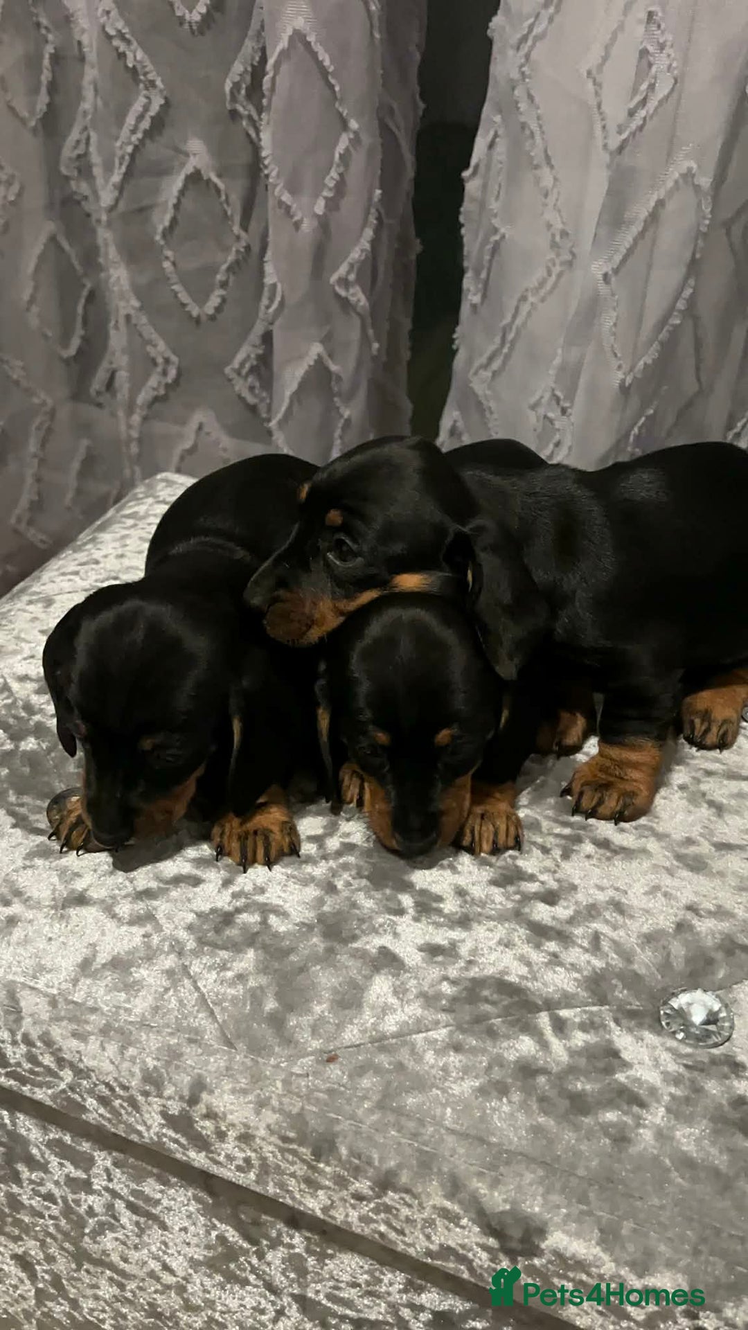 Miniature Dachshund dogs for sale: Miniature Dachshund  - Advert 5
