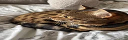 Bengal cats for stud: Bengal for stud  in Dereham - Advert 5