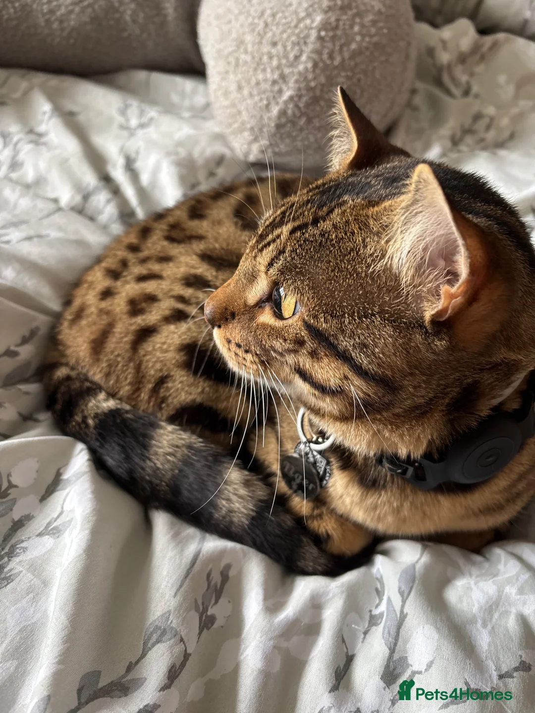 Bengal cats for stud: Bengal for stud  in Dereham - Advert 5