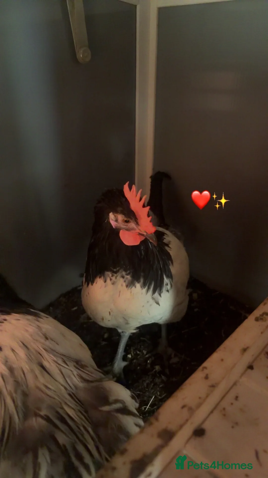 Chickens poultry for sale: Hi aim selling young chicken /chick  in Newmarket - Advert 2