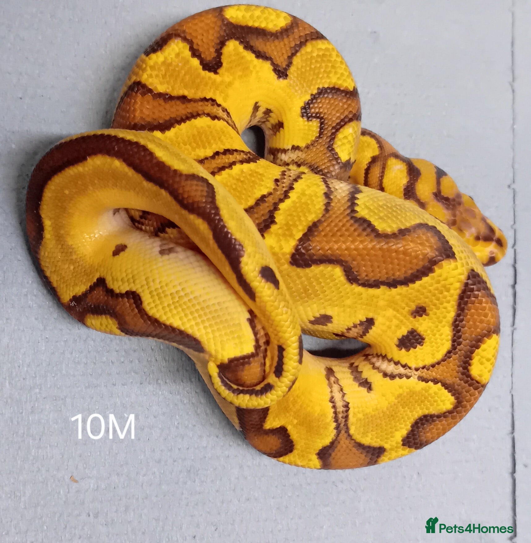 Python Snake reptiles Hatchling Male Royal Python's  - Advert 3