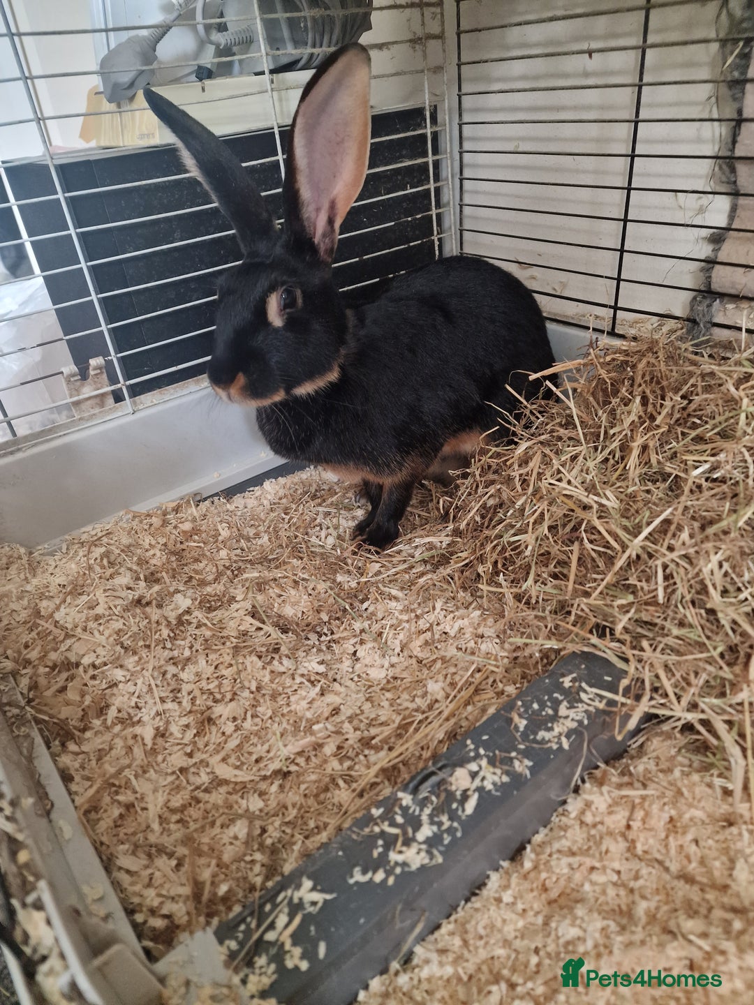 Belgian Hares rabbits for sale: Beautiful Belgian hare needing a new home  - Image 6
