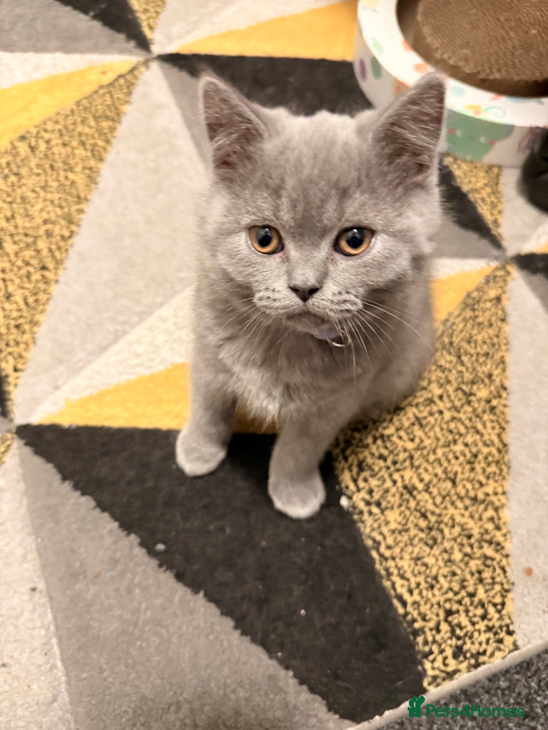 Scottish Fold cats for sale: Scottish Fold&British Shorthair.Vaccinated&Ready - Advert 11