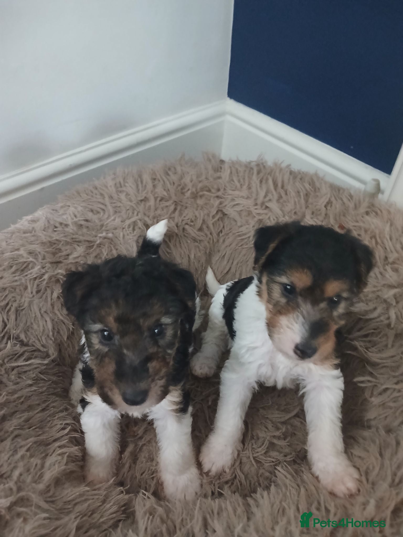 Fox Terrier dogs Beautiful wire fox terrier  - Advert 6