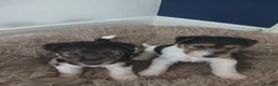 Fox Terrier dogs for sale: Beautiful wire fox terrier  - Advert 3
