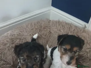 Fox Terrier dogs Beautiful wire fox terrier - Advert 6