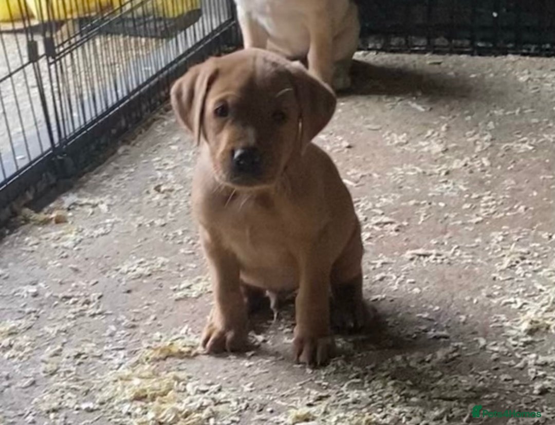 Labrador Retriever dogs for sale: Gorgeous Labrador puppies for sale - Image 27