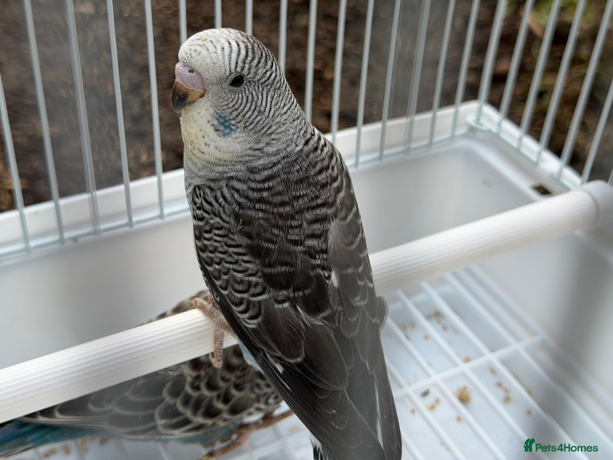 Budgerigars birds Bfbw, Bwbf, Rainbow hagoromo and other mutations  - Advert 18