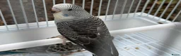 Budgerigars birds for sale: Bfbw, Bwbf, Rainbow hagoromo and other mutations  - Advert 6