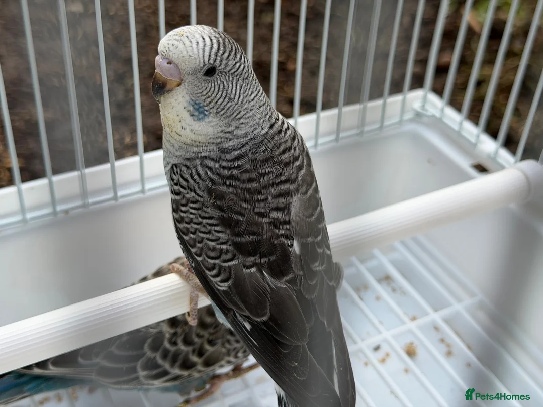 Budgerigars birds for sale: Bfbw, Bwbf, Rainbow hagoromo and other mutations  - Advert 2