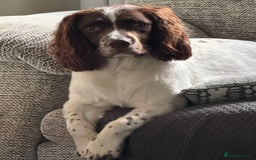 Sprocker dogs for sale:  sprocker spaniel pups for sale!  - Advert 19