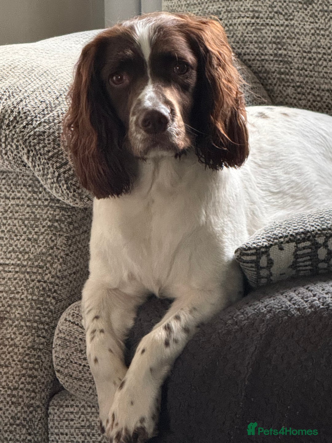 Sprocker dogs for sale:  sprocker spaniel pups for sale!  - Advert 19