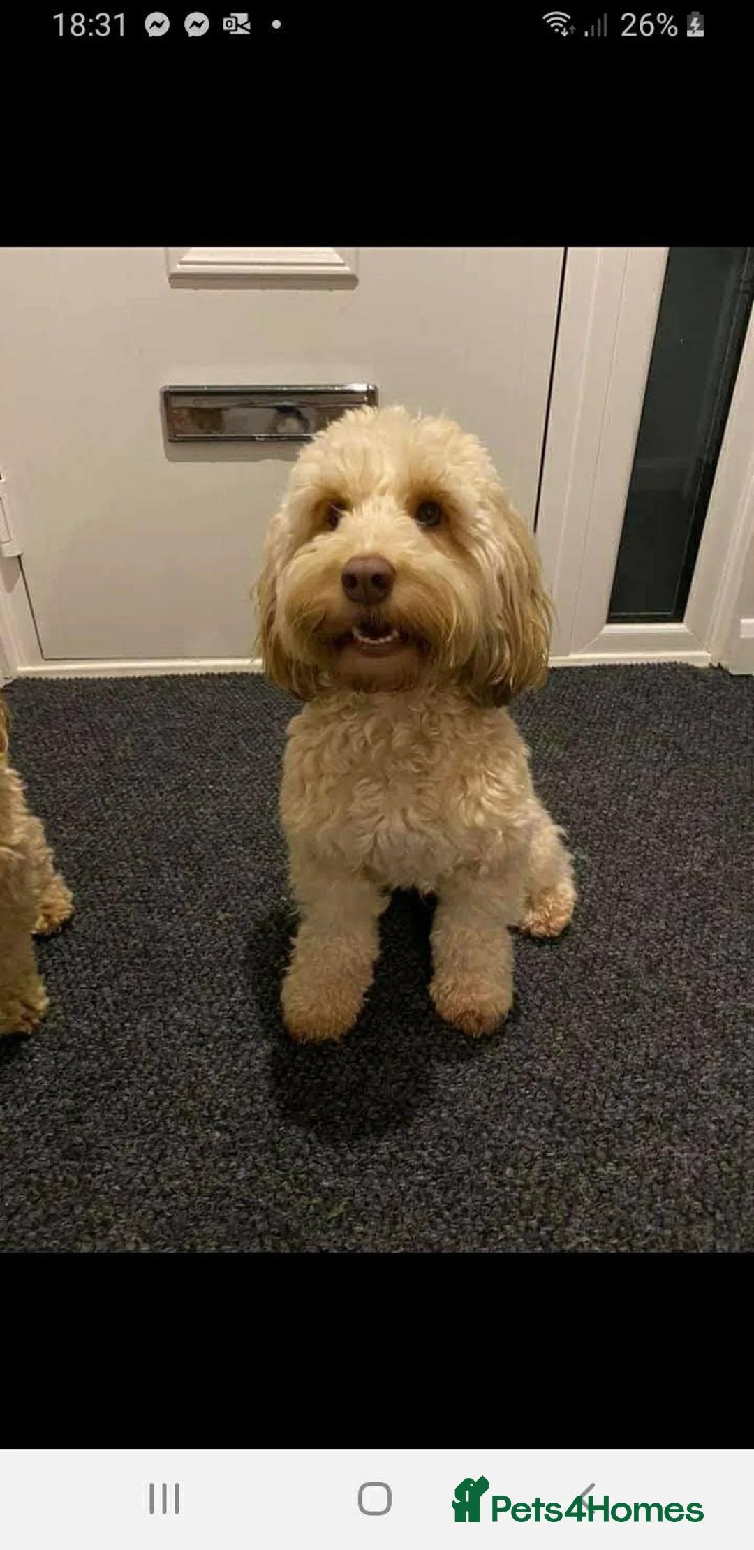 Toy Poodle dogs for stud: Biscuit, proven toy poodle available for stud in Saint Austell - Advert 9