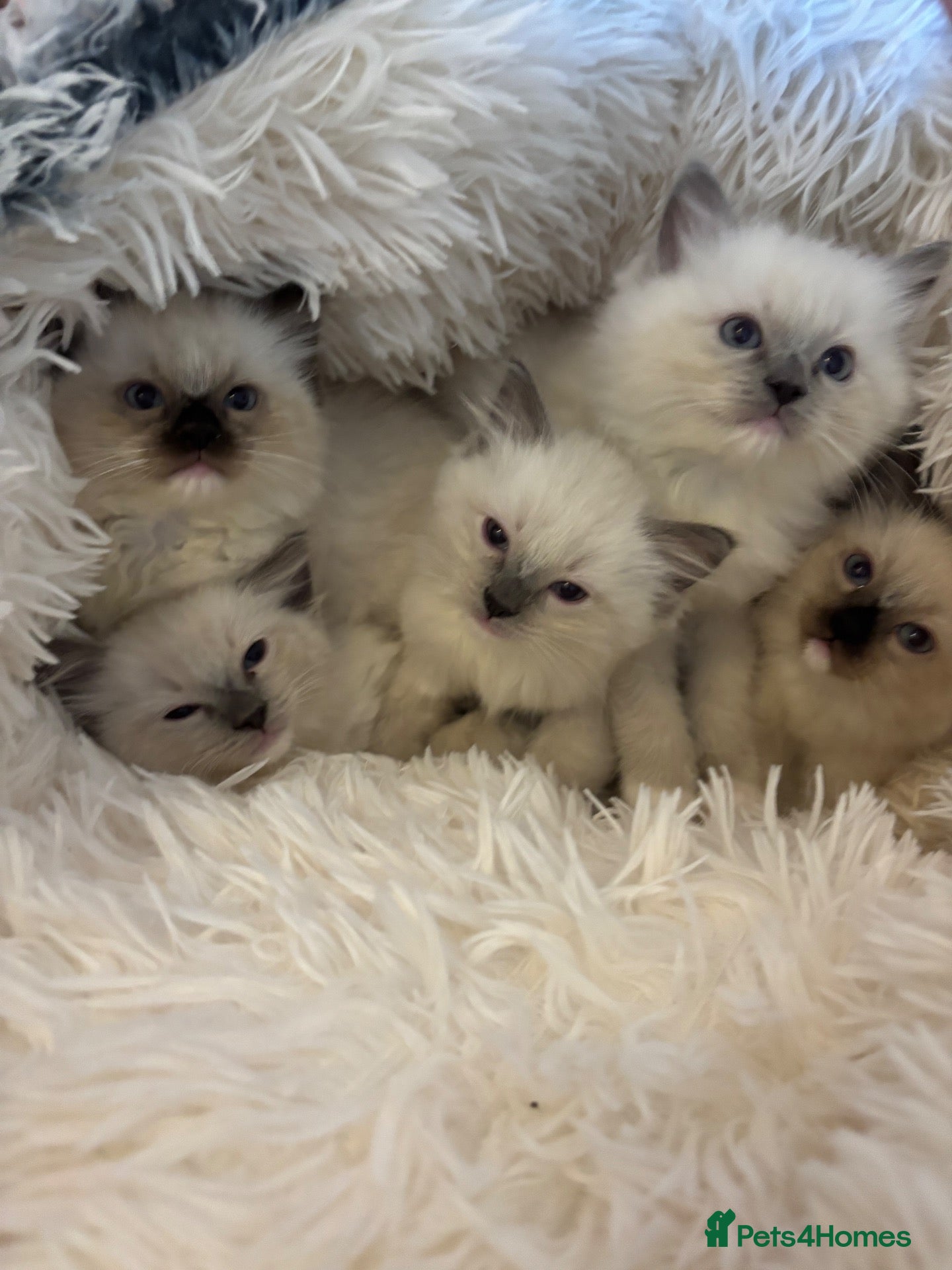 Ragdoll cats 🐾 Beautiful Ragdoll Kittens 🐾 - Advert 1