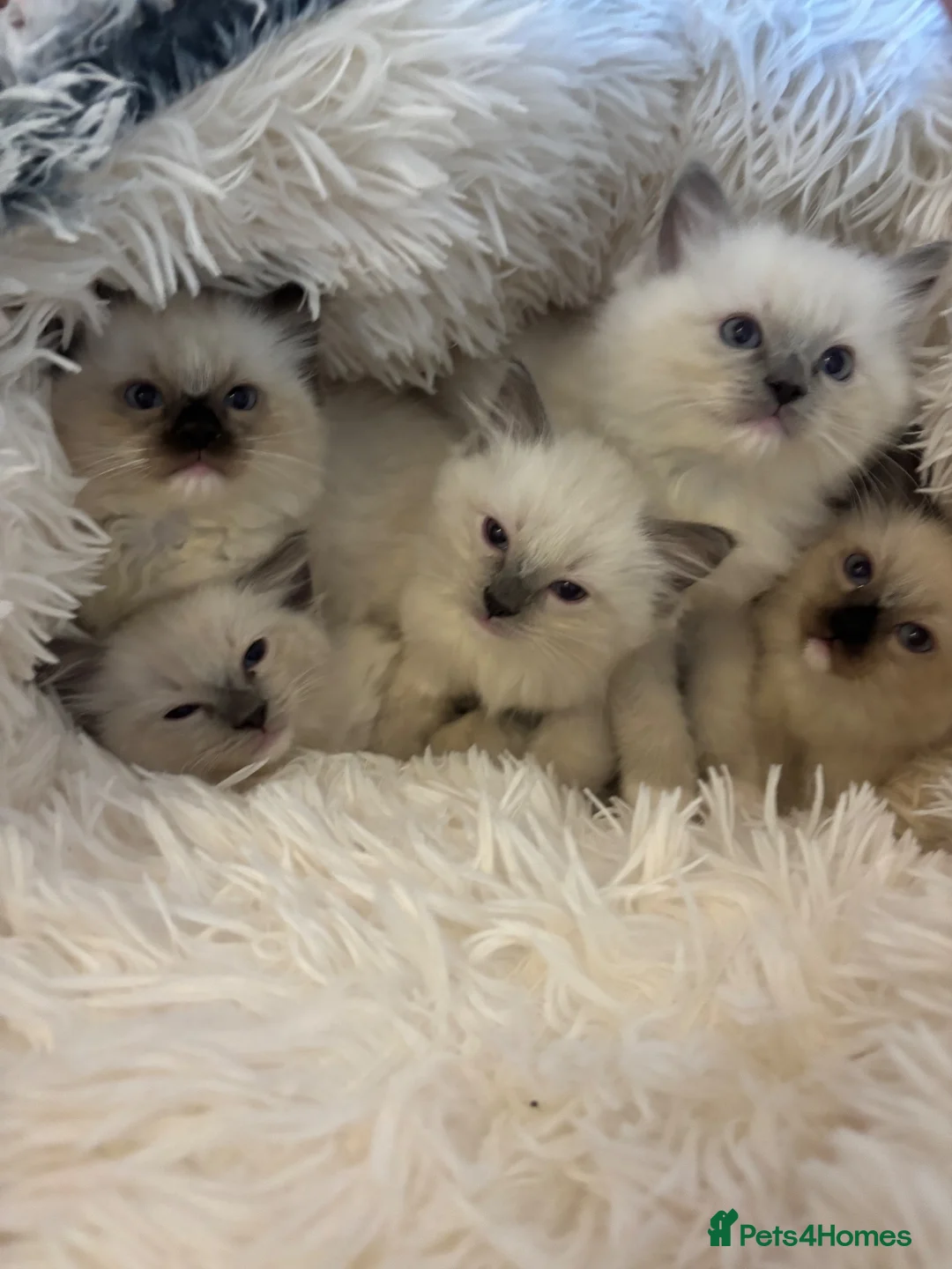 Ragdoll cats for sale: 🐾 Beautiful Ragdoll Kittens 🐾 - Advert 1