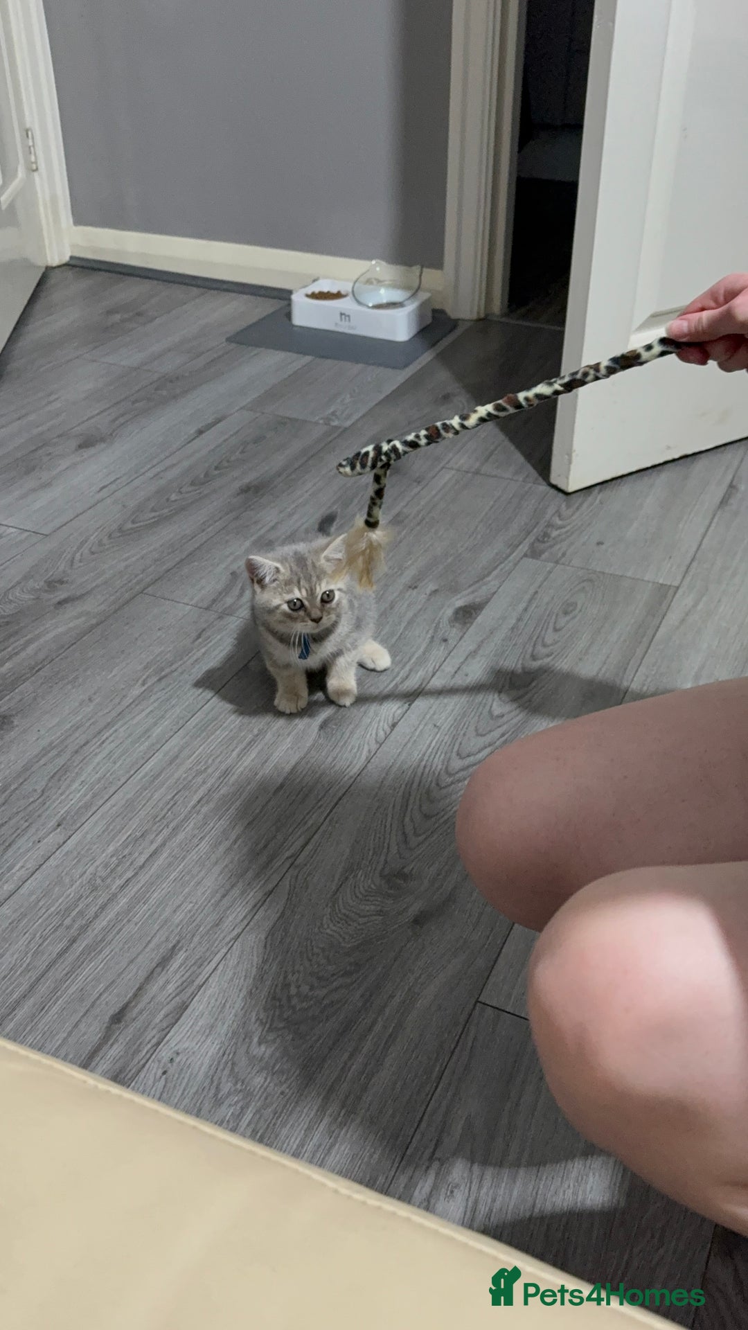British Shorthair cats for sale: BSH Kitten Bean - Image 18