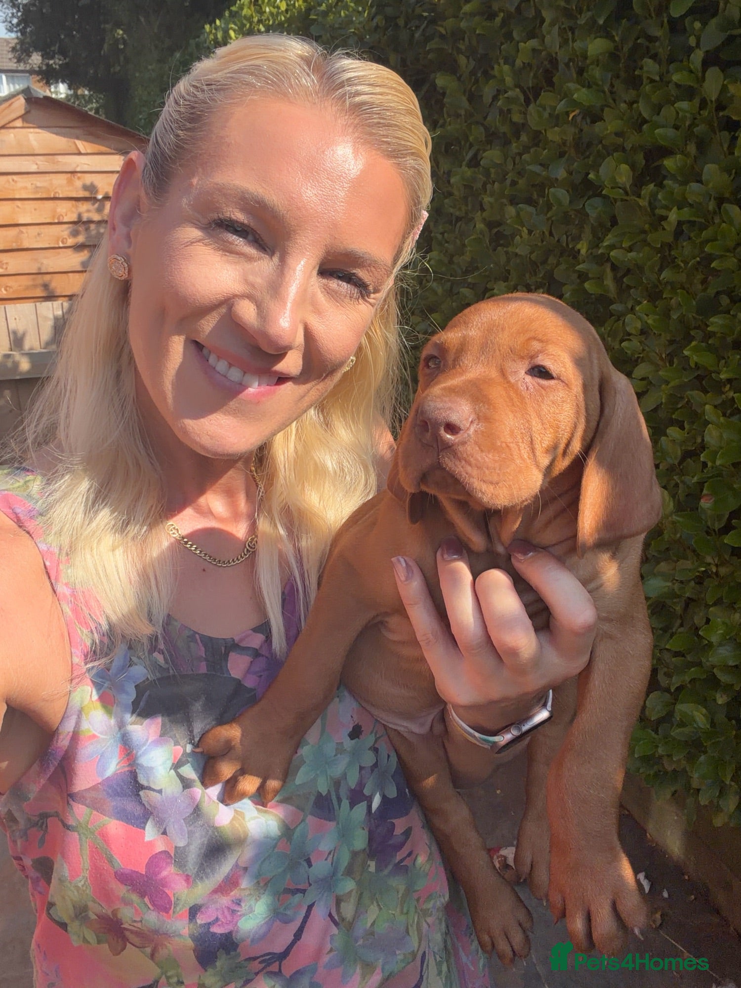 Hungarian Vizsla dogs 5 weeks, selling fast. KC smooth Hungarian Vizslas - Advert 7