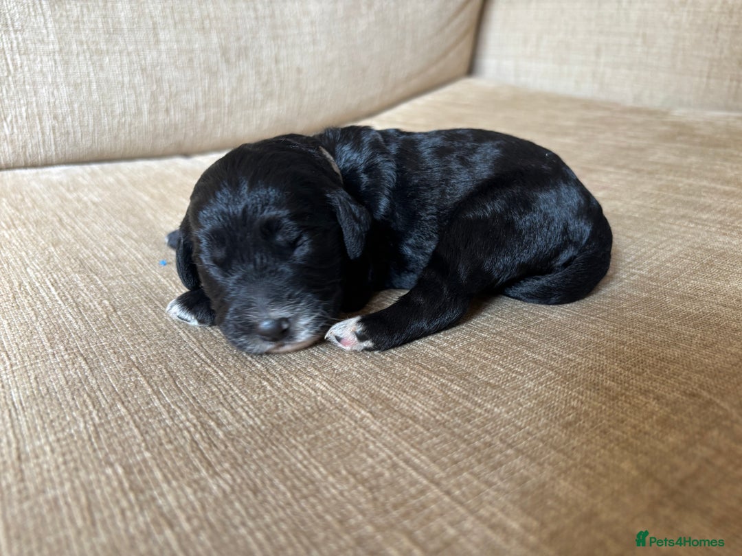Goldendoodle dogs for sale: 12 Stunning Goldendoodles - Image 28