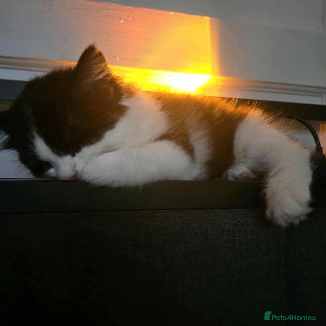 Mixed Breed cats for sale: 4 kittens for sale - Advert 9