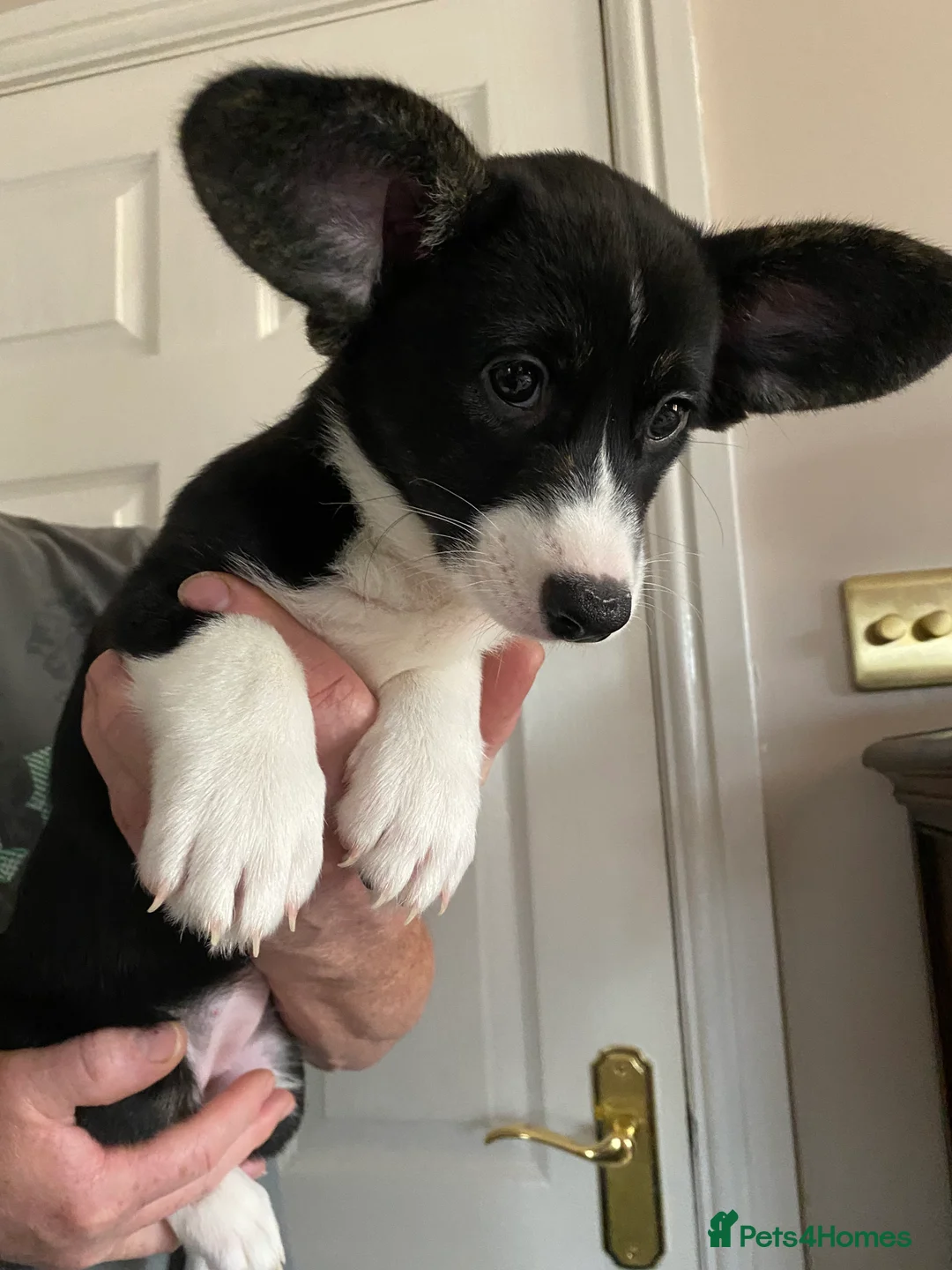 Welsh Corgi Cardigan dogs for sale: WELSH CARDIGAN CORGI GIRLS READY NOW - Advert 19