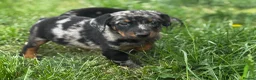 Beauceron dogs for sale: 🌟Merdelaine Beaucerons🌟extensively tested litter - Advert 8