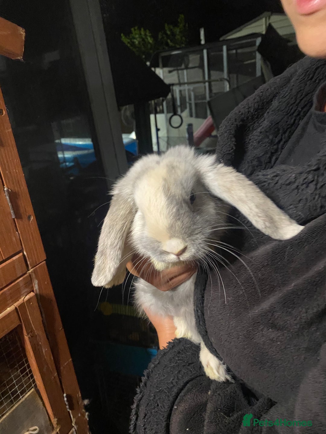 Mini Lop rabbits for sale: Mini lop bunnies for sale  - Image 8
