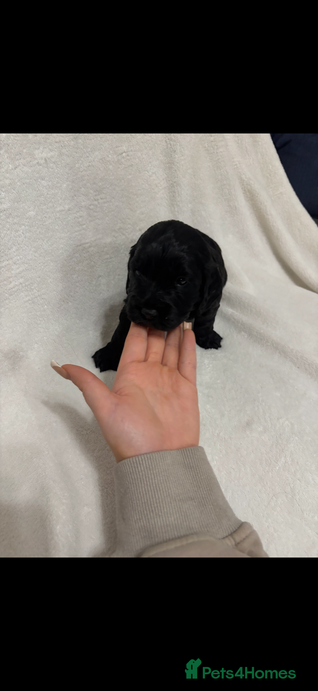 Cockapoo dogs for sale: Cockapoo puppies  - Image 20