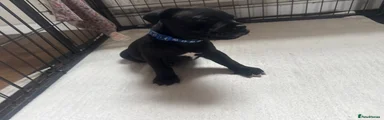 Staffordshire Bull Terrier Puppy 5
