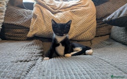 Domestic Shorthair cats for sale: Beautiful domestic short hair kittens for sale  - Image 21