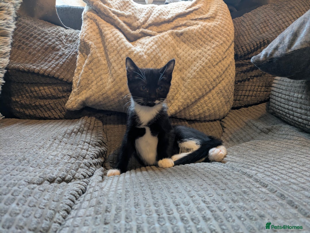 Domestic Shorthair cats for sale: Beautiful domestic short hair kittens for sale  - Image 21