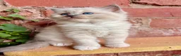Ragdoll cats for sale: ✨🏆Pedigree, health clear . Ragdoll Kittens ✨🏆 - Advert 23