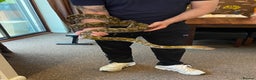 Python Snake reptiles for sale: Super Dwarf Python  in Tewkesbury - Advert 5
