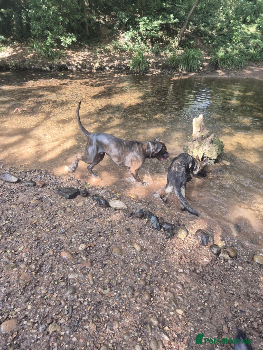 Mixed Breed dogs for sale: Sully (1 year old cane corso cross) - Image 12