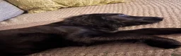 Sprocker dogs for sale: Sprocker in Huntingdon - Advert 3