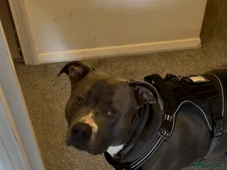 American Bully dogs Beautiful blue bully girl for sale - Advert 16