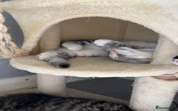Persian cats for sale: 2 loving Persian Kittens for sale  - Image 21