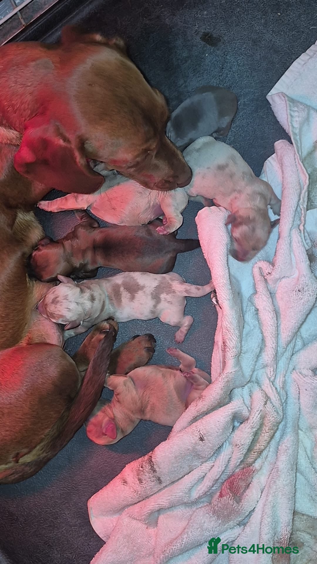 Miniature Dachshund dogs Last 3 beautiful girls from litter of 7 - Advert 5