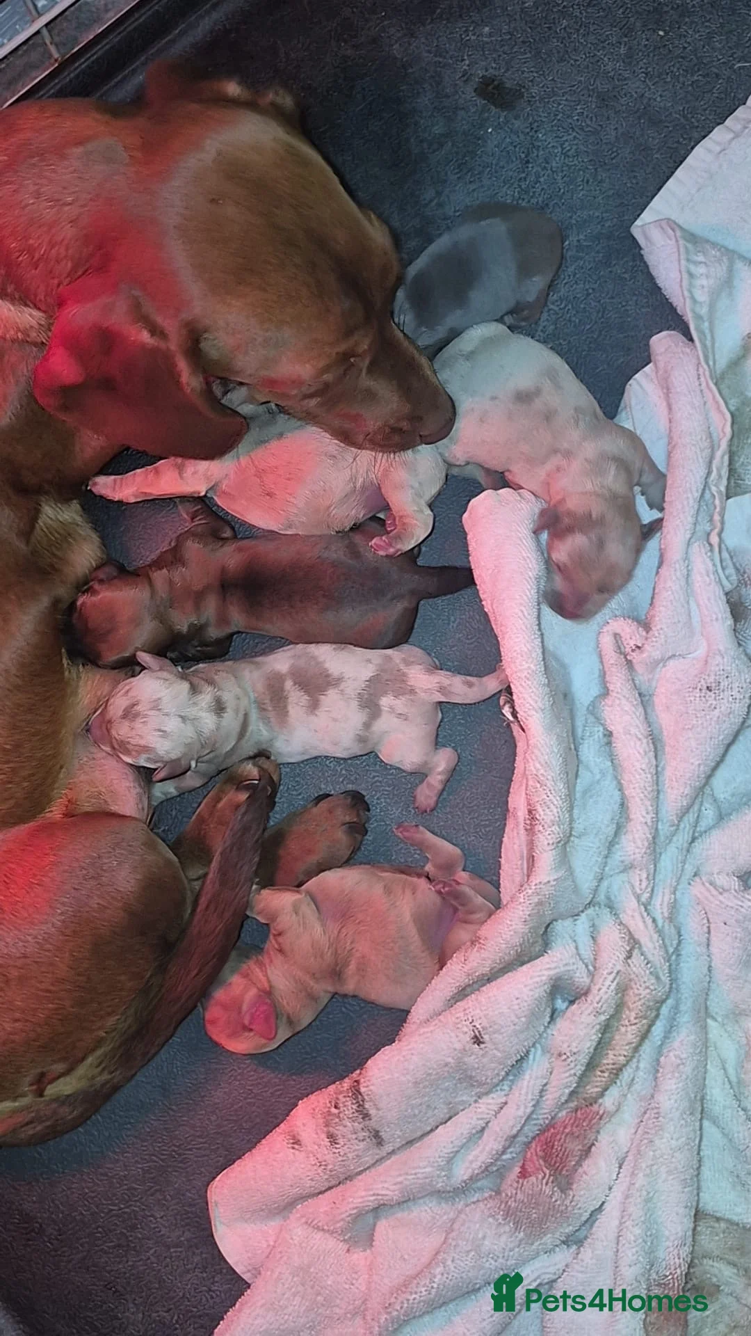 Miniature Dachshund dogs for sale: Last 3 beautiful girls from litter of 7 - Advert 1