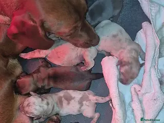 Miniature Dachshund dogs Last 3 beautiful girls from litter of 7 - Advert 5