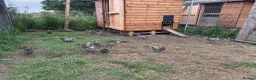 Chickens poultry for sale: Exhibition Rosecomb bantams in Newcastle upon Tyne - Advert 5