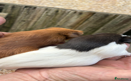 Guinea Pig rodents for sale: Male baby Guineapigs  - Image 8