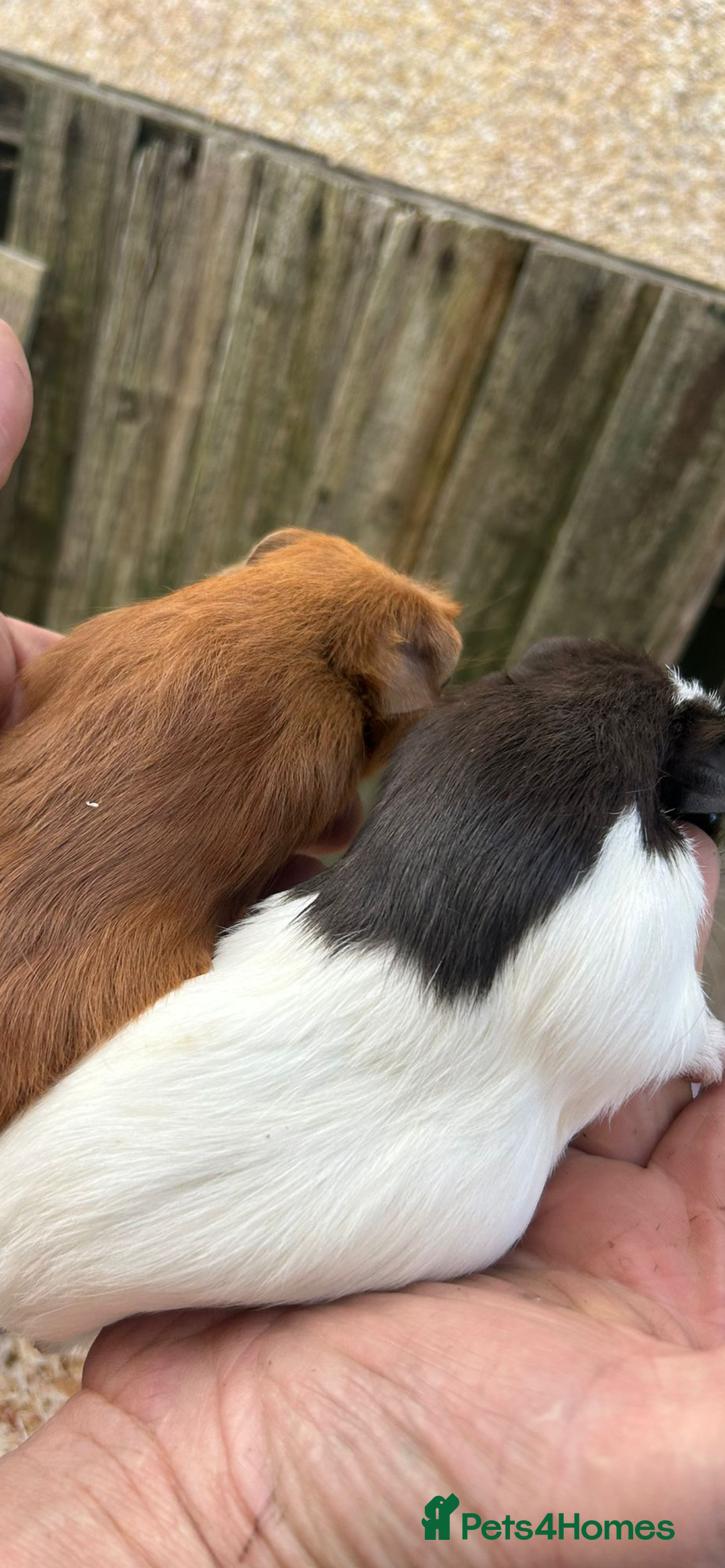 Guinea Pig rodents for sale: Male baby Guineapigs  - Image 8