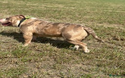 American Bully dogs for sale: 💥 Pocket bully puppies 💥 - Image 14