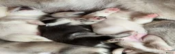 Siberian Husky dogs for sale: Siberian Husky  - Advert 30
